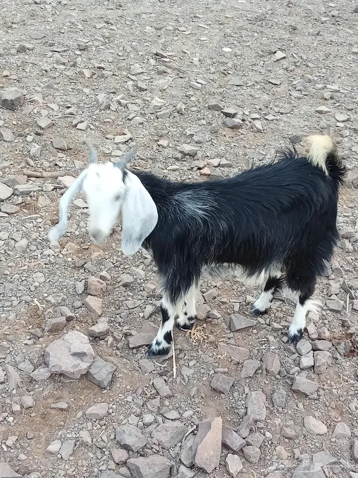 تيوس وطليان للبيع 1