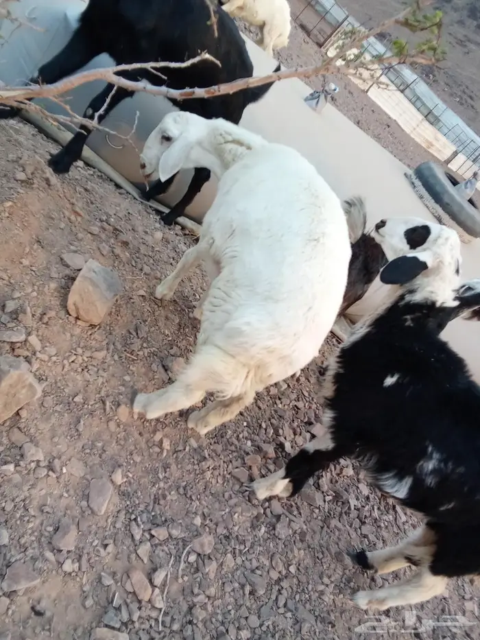 طليان للبيع تيوس 8