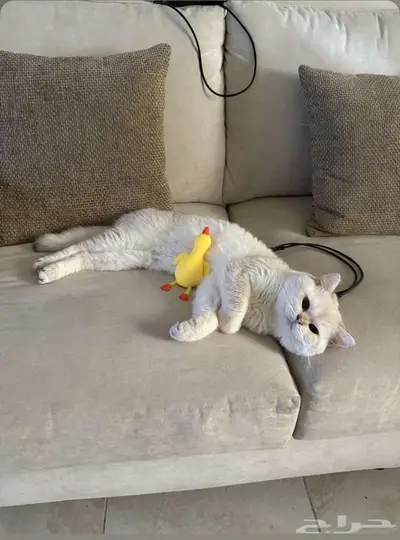 سكوتش شورت هير 0