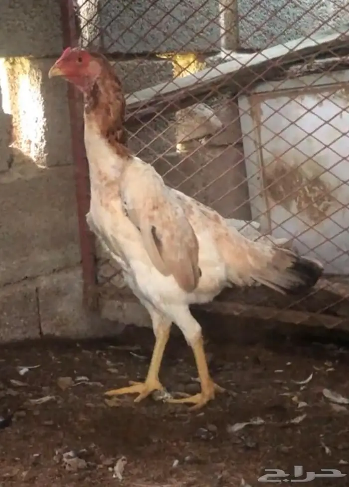 طقم شامو للبيع ديك و3 دجاجات 2