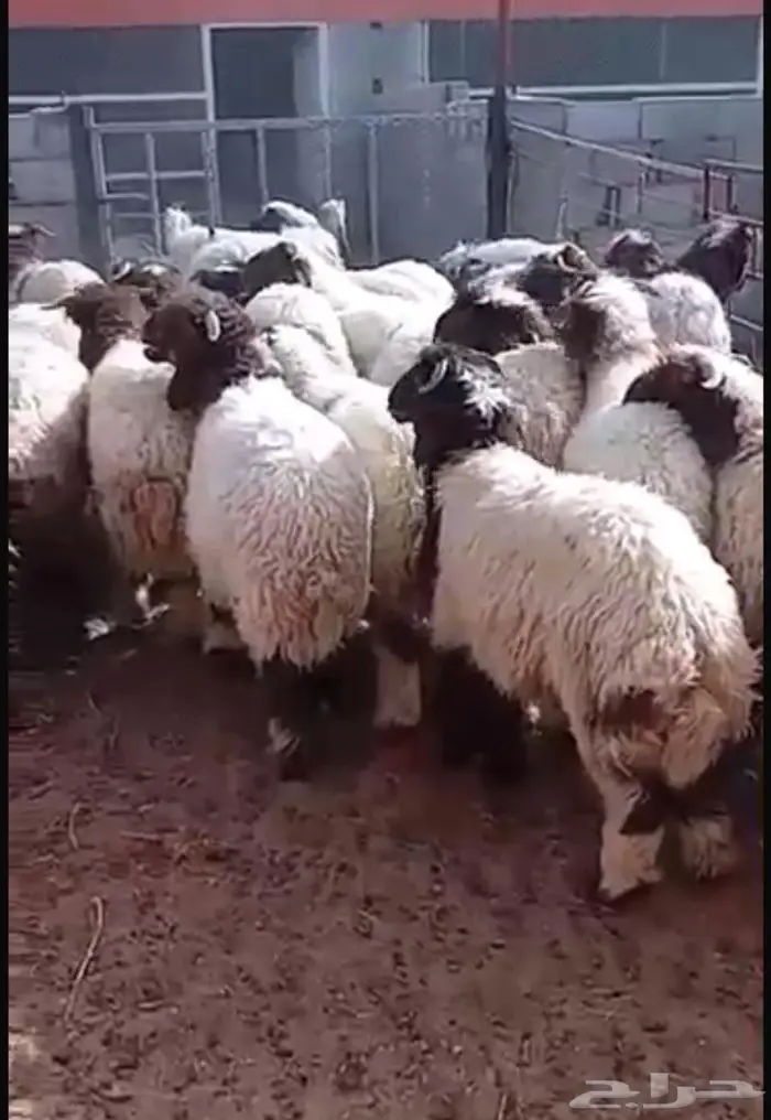 طليان نعيم 2