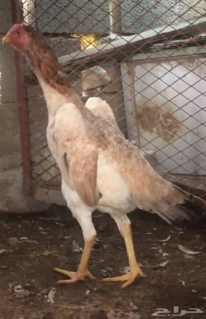 طقم شامو للبيع ديك و3 دجاجات 4