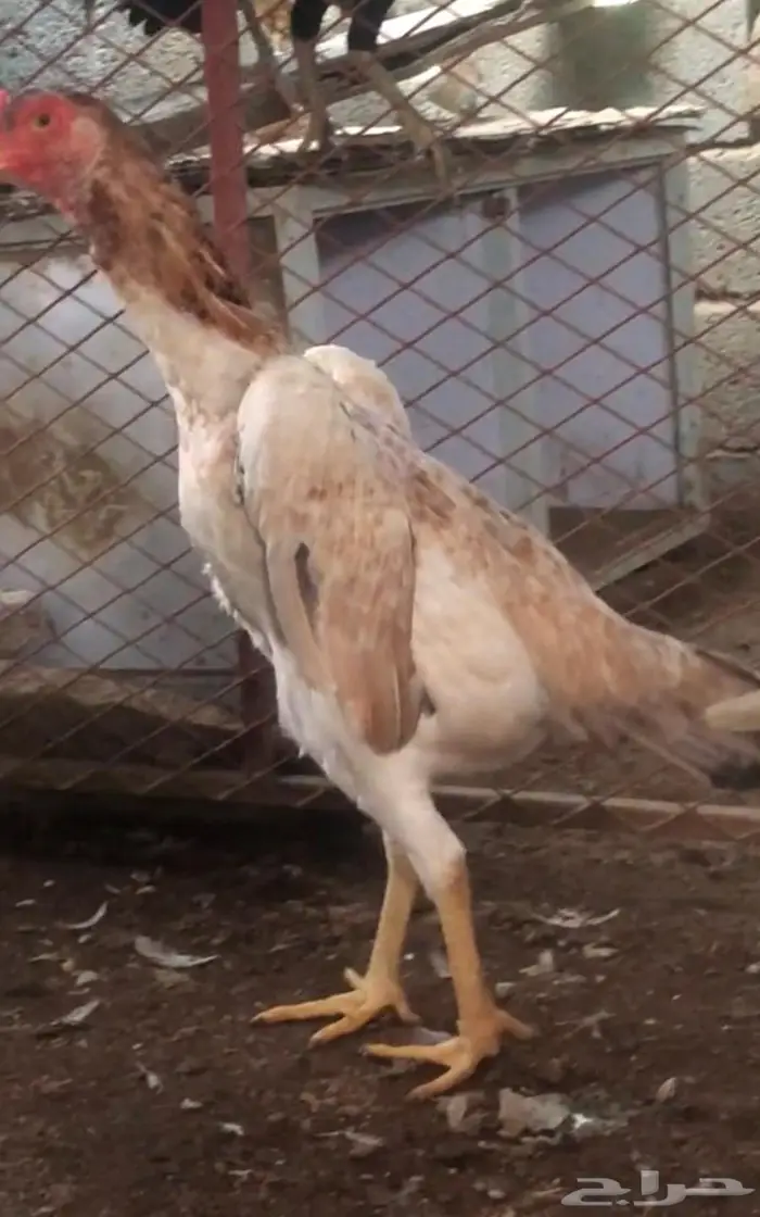 طقم شامو للبيع ديك و3 دجاجات 3