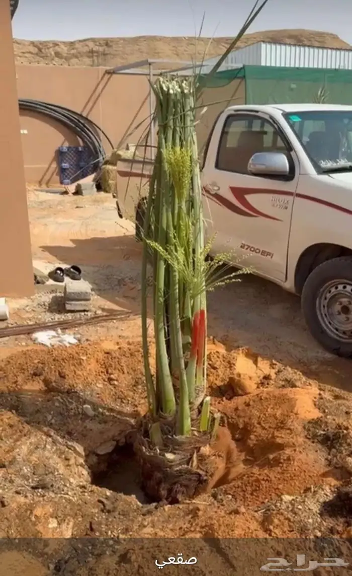 نخل للبيع مثمرة في جده و مكه 3