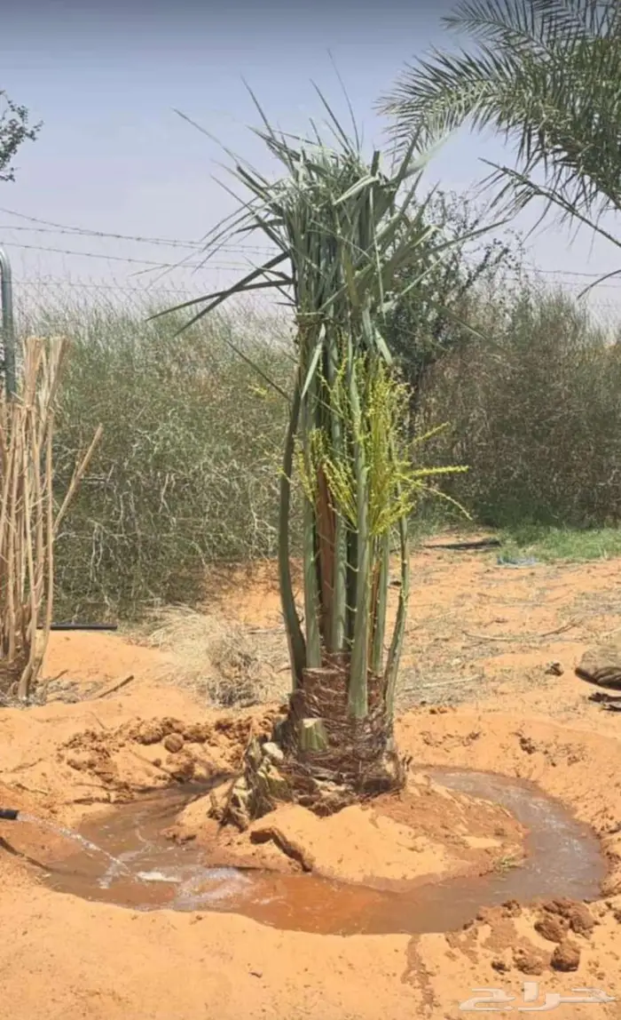 نخل للبيع مثمرة في جده و مكه 6