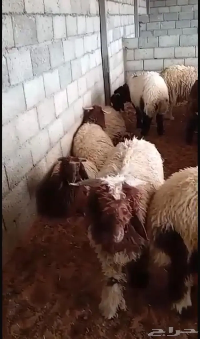 طليان نعيم 5