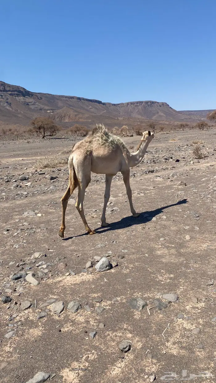 بكره مفروده للبيع 0