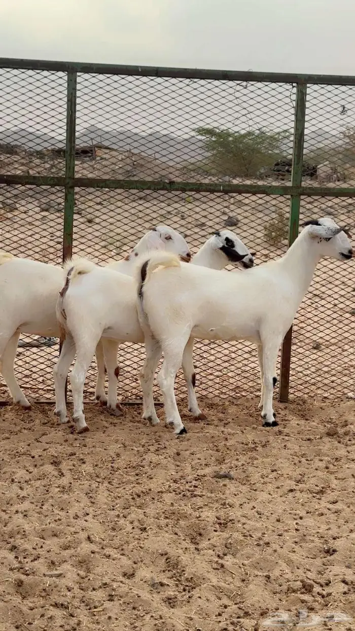 جفار بيشي كحل وبرص 5
