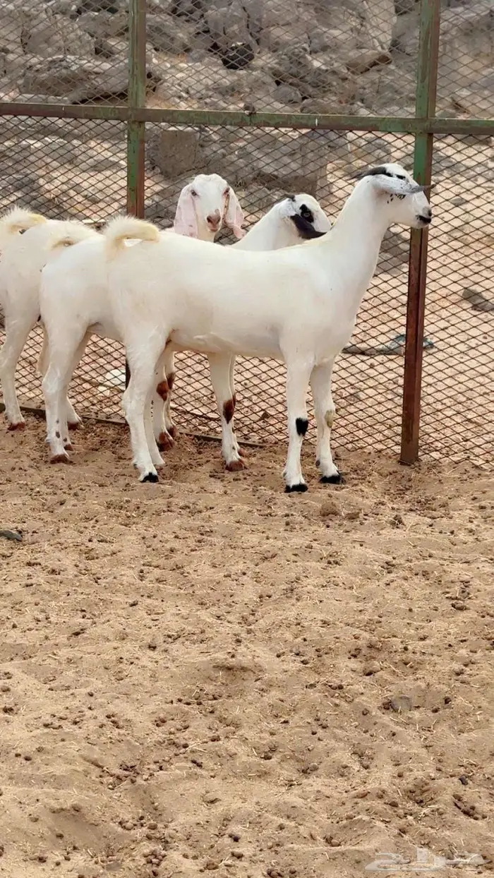 جفار بيشي كحل وبرص 4