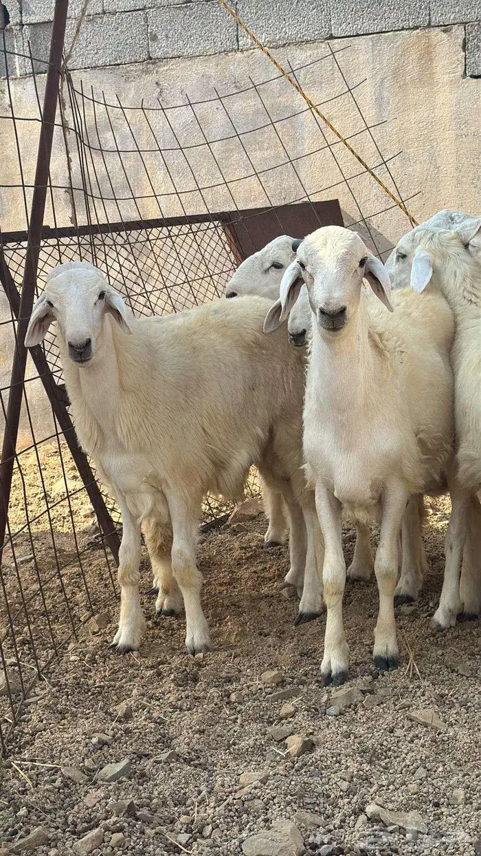 ذبائح فاخره غنم تربيه وليس غنم شبوك للبيع 2