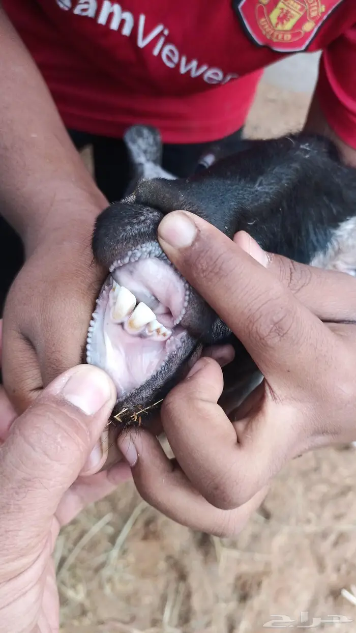 شاه مصريه ثنيه دافع وعليها تيس وشكر تم البيع.. تم البيع 0