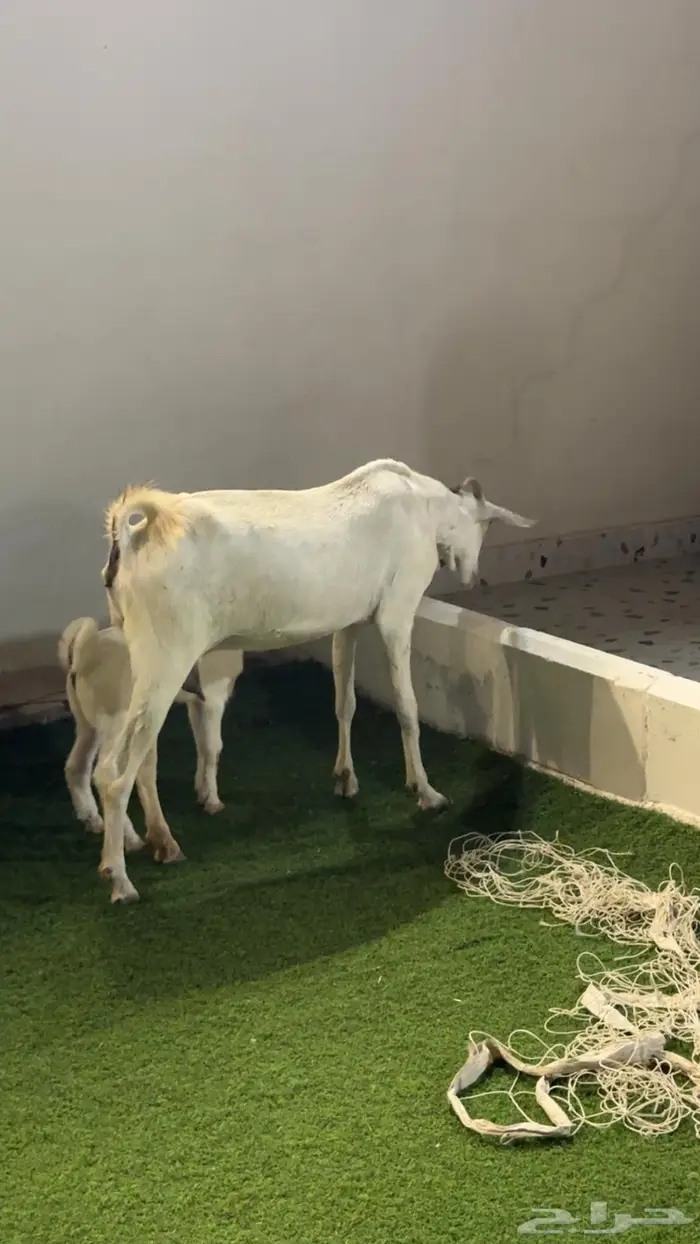 عنز بيشية تحتها تيس 3