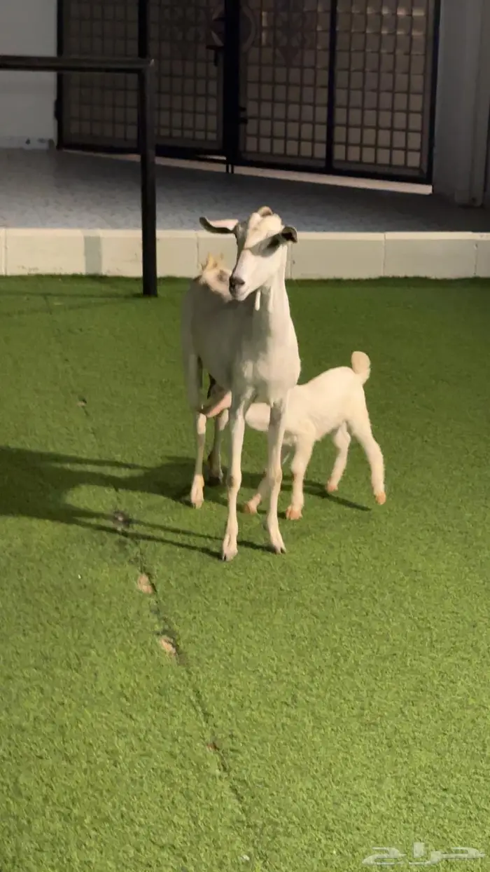 عنز بيشية تحتها تيس 2