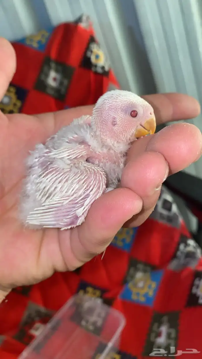 فروخ روز البينو عيون احمر 1