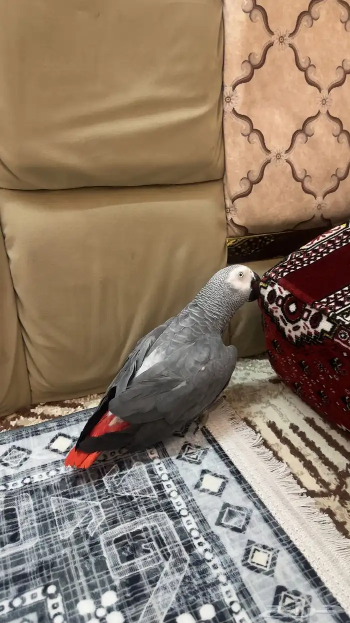 ببغاء كاسكو 0