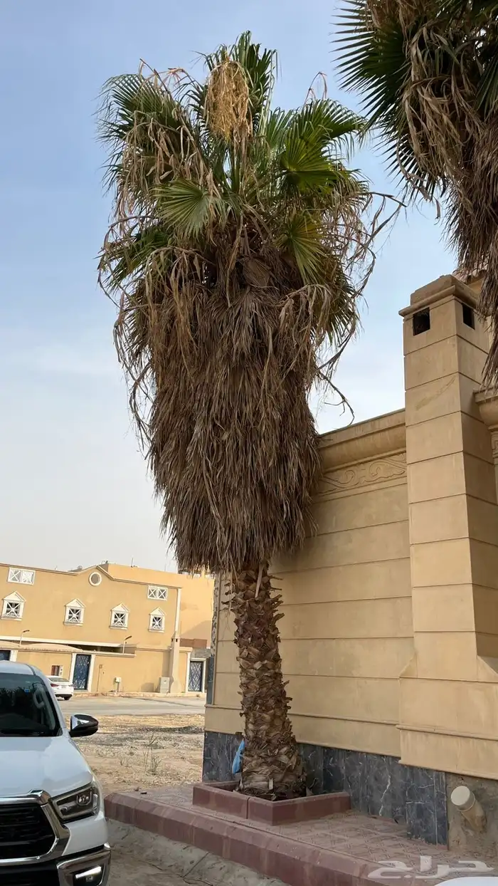 نخل واشنطوني للبيع 0