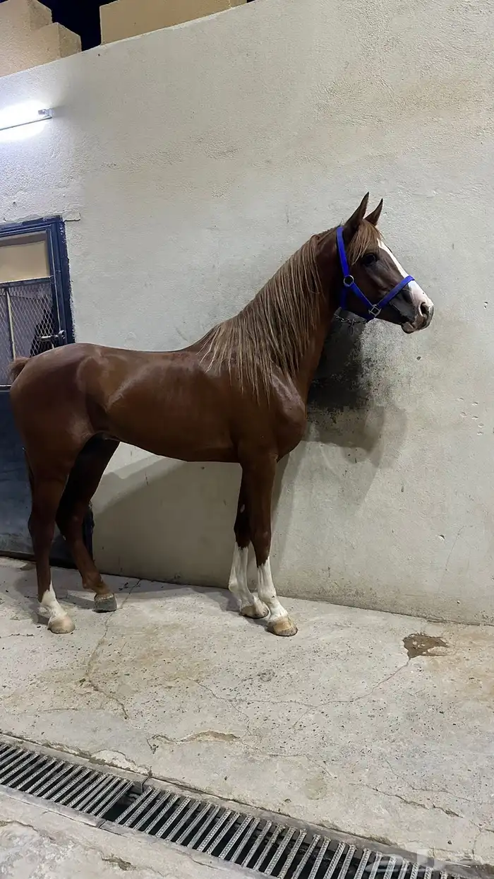 حصان جزيري واهو 4