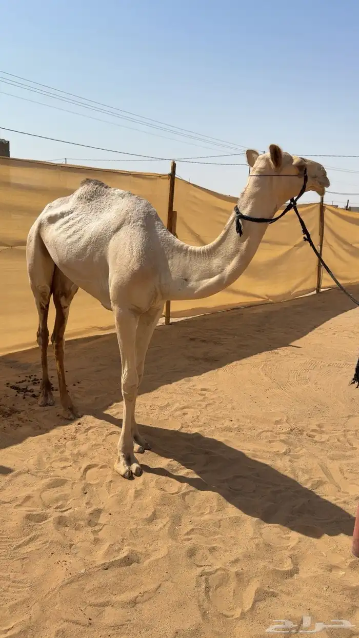 بكره للبيع 0