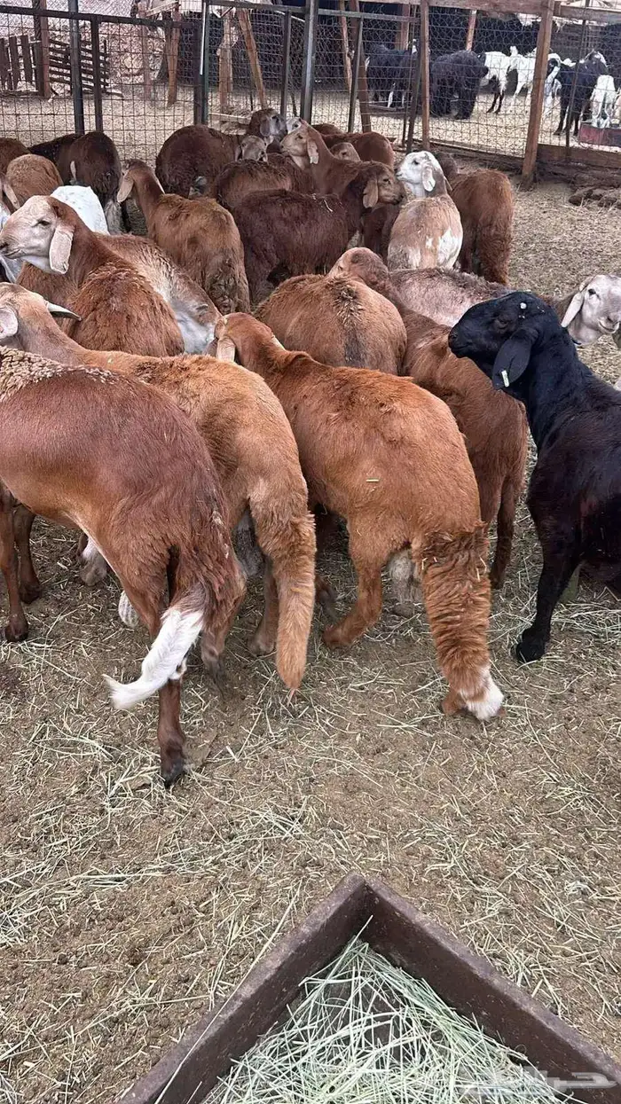 ذبائح فاخره غنم تربيه وليس غنم شبوك للبيع 6