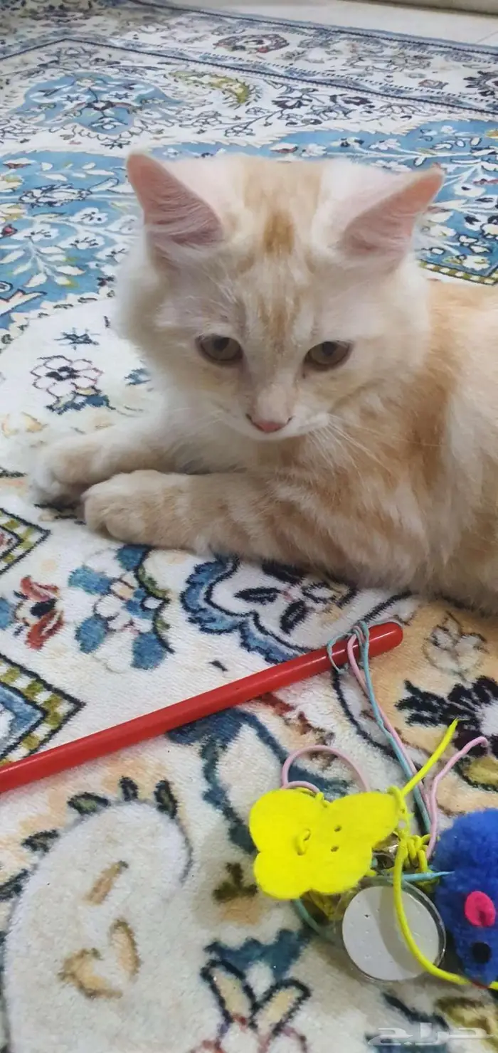 قطط 2