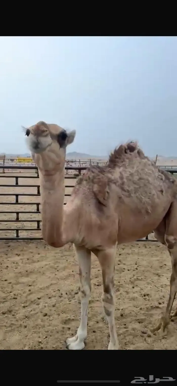 للبيع ناقه وضحى عشرى 1