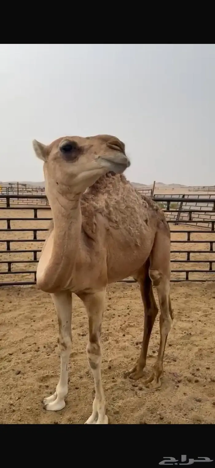للبيع ناقه وضحى عشرى 0