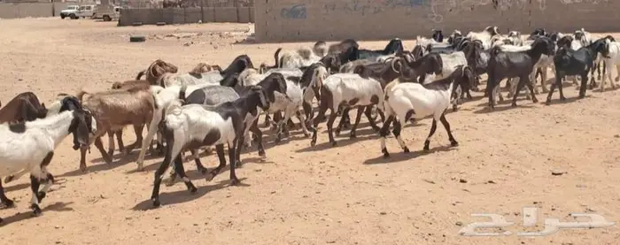 45 راس معزاء بفحولها مراح واحد 3