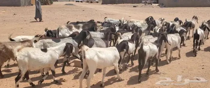 45 راس معزاء بفحولها مراح واحد 2