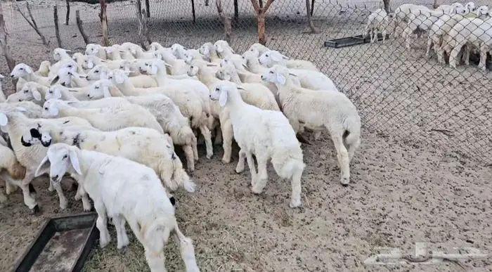 طليان 1