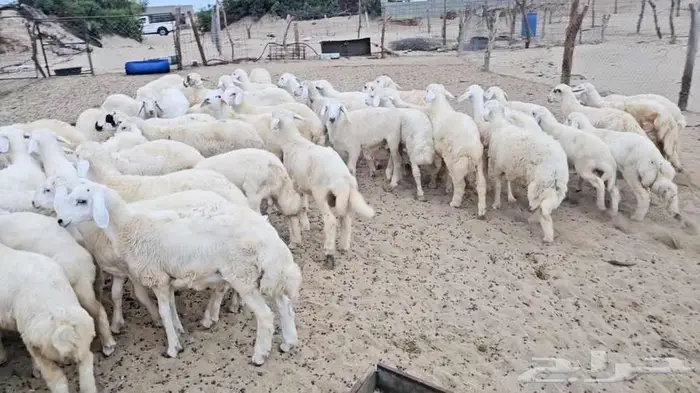 طليان 2