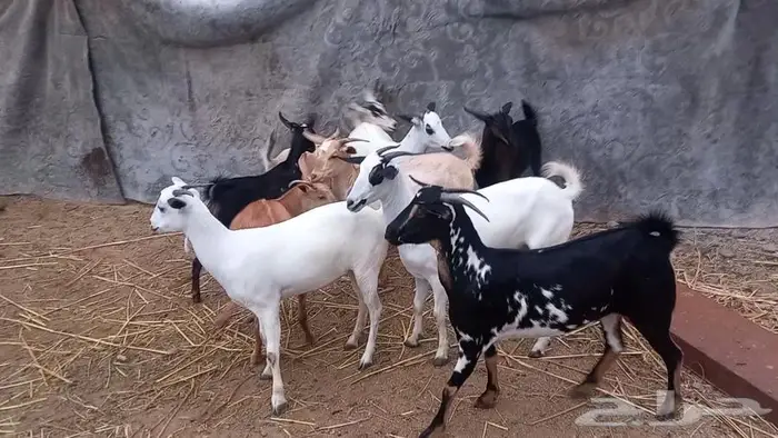 جفار صغار سن 3