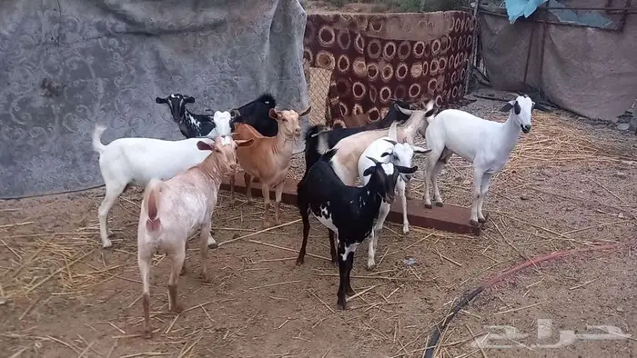 معزا صغار سن 4