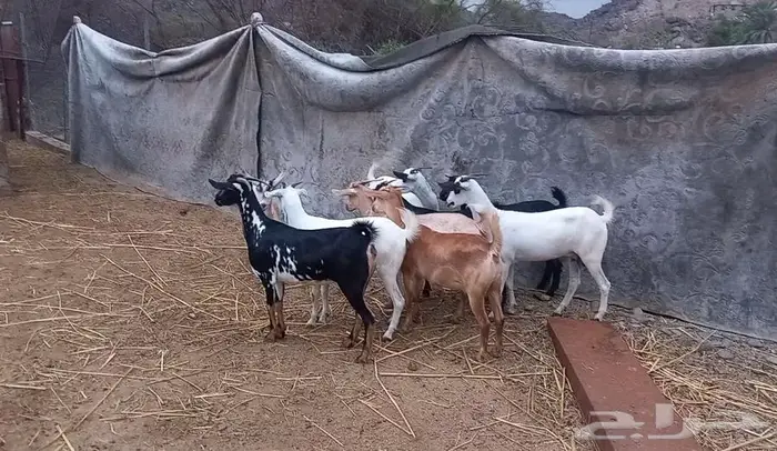 جفار صغار سن 1