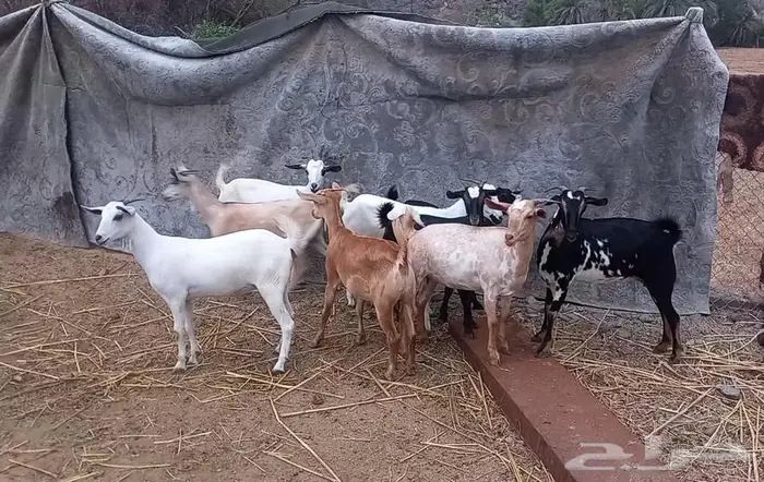 جفار صغار سن 2