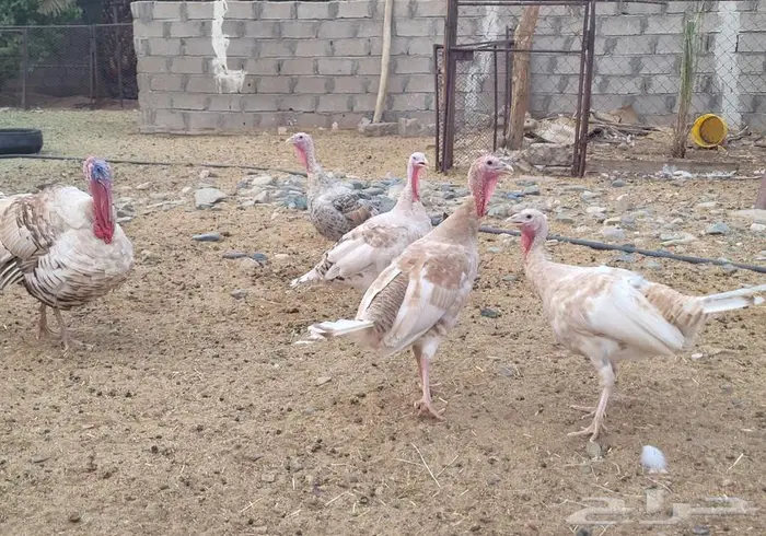 دجاج رومي للبيع 1