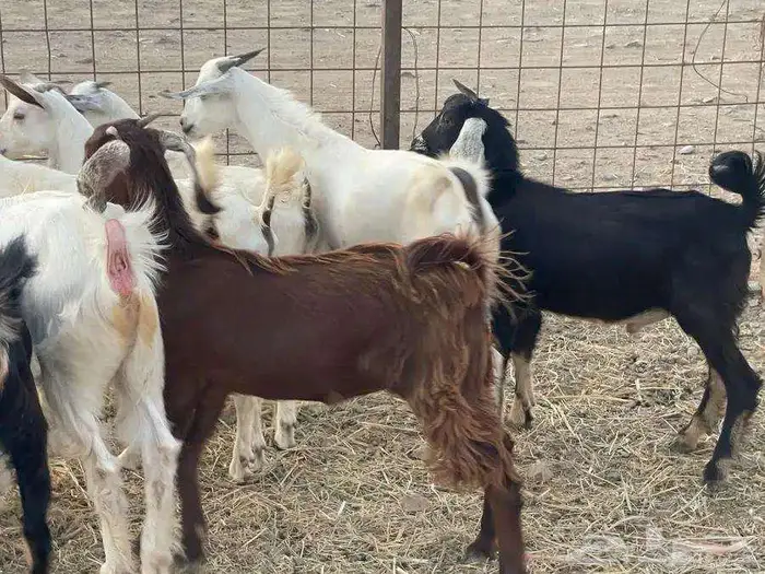 ذبائح فاخره غنم تربيه وليس غنم شبوك للبيع 4
