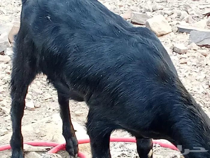 تيوس وطليان للبيع 2