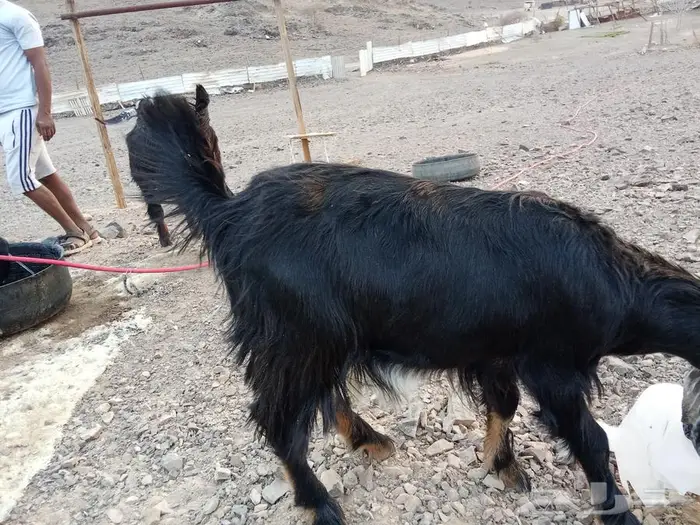 طليان للبيع تيوس 7