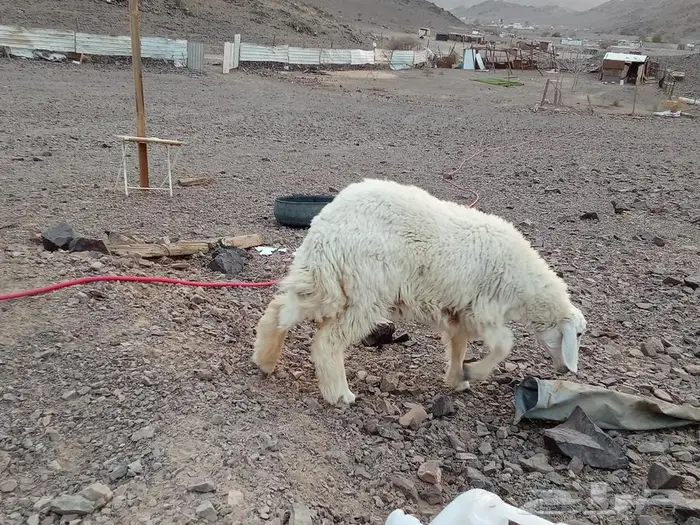 طليان للبيع تيوس 5