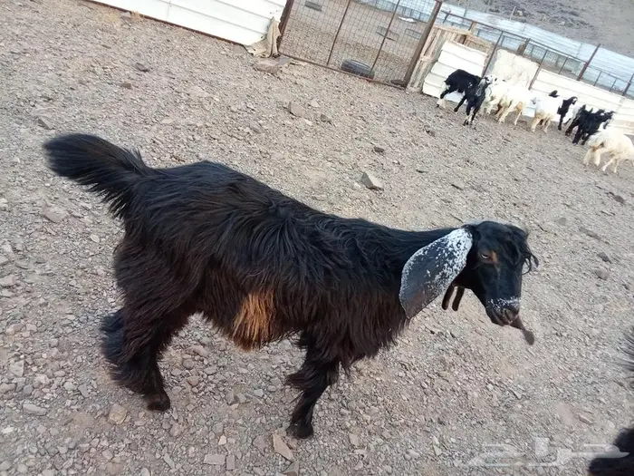 طليان للبيع تيوس 1