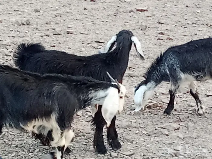 طليان للبيع تيوس 4