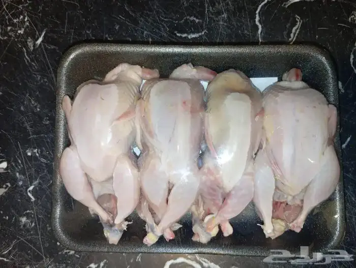 حمام فرنسي و بط و دخل و سمان و أرانب 6