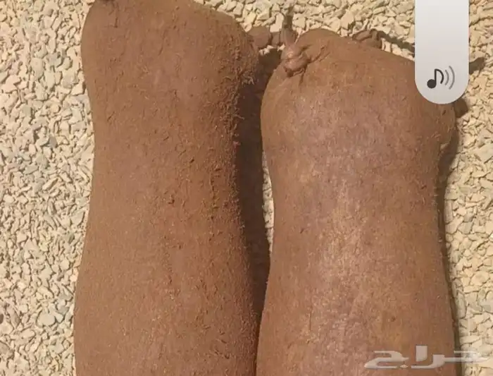 عكة غنم و قربة ماء و سعونه 2