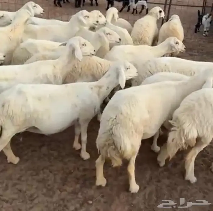ضان حريات 0