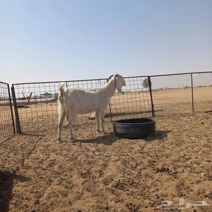 عنز مشروكه تحتها تيس صنف 6