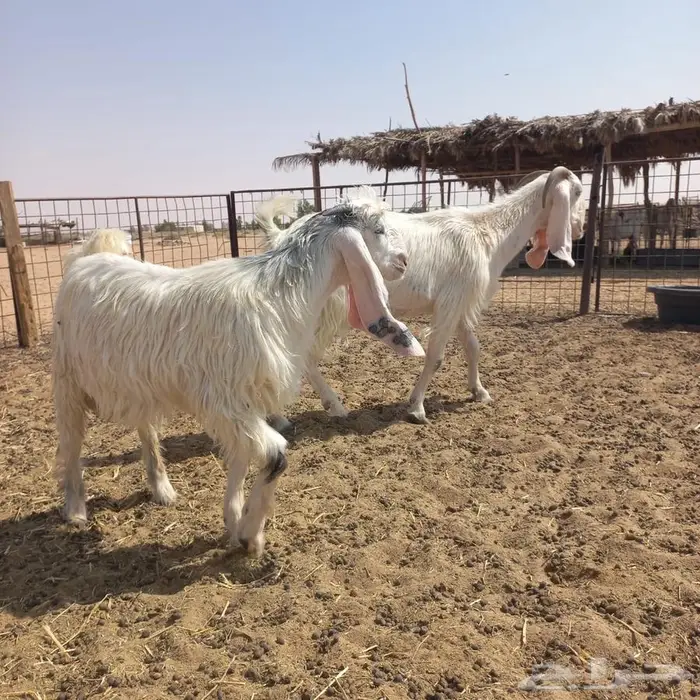 عنز مشروكه تحتها تيس صنف 4