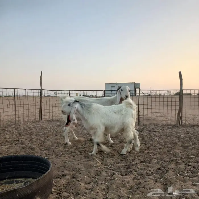 عنز مشروكه تحتها تيس صنف 2