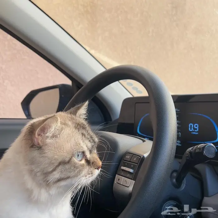 قط شيرازي امريكي للبيع 1