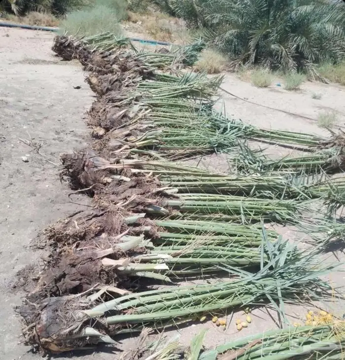 نخل للبيع مثمرة في جده و مكه 4