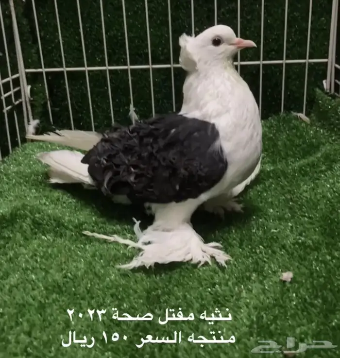 كلرهد فرش سوداني هلمت مفتل 7